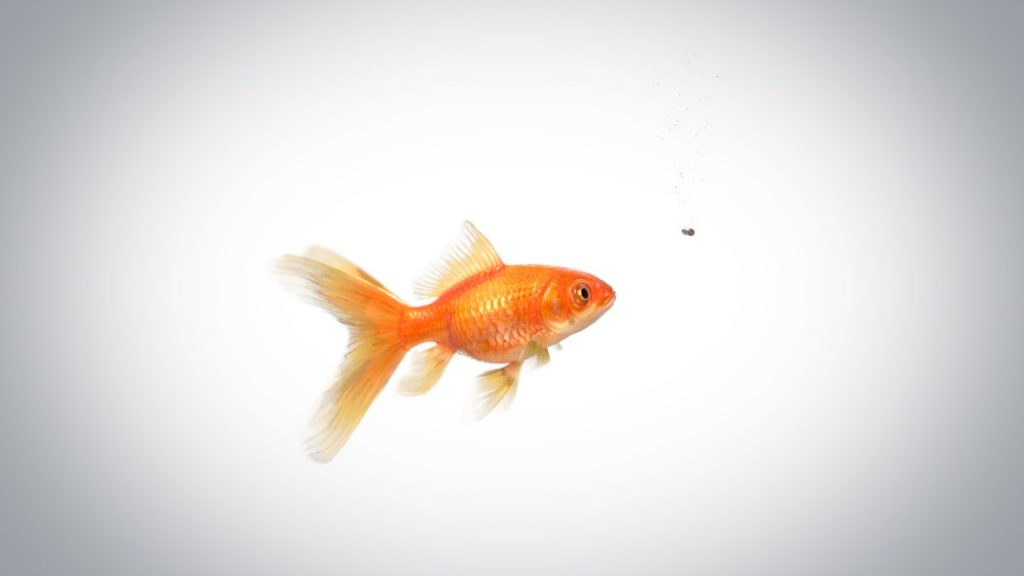 天然氣做成的魚飼料聽說(shuō)過(guò)嗎